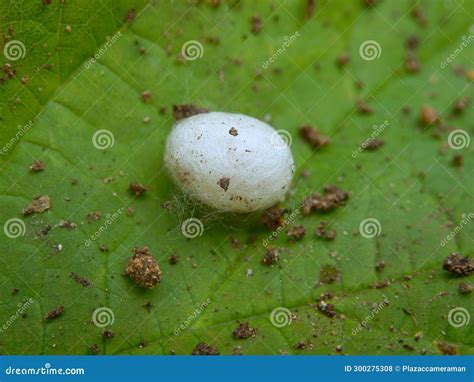 Spider Egg Sac stock photo. Image of insect, isolated - 300275308