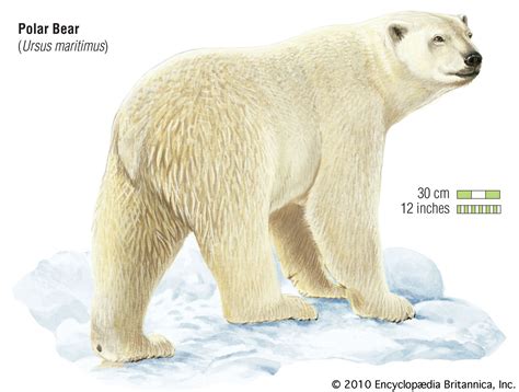 Polar Bear Grizzly Bear Size Comparison at Micheal Wilder blog