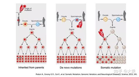如何看懂基因检测报告之突变类型 - 知乎
