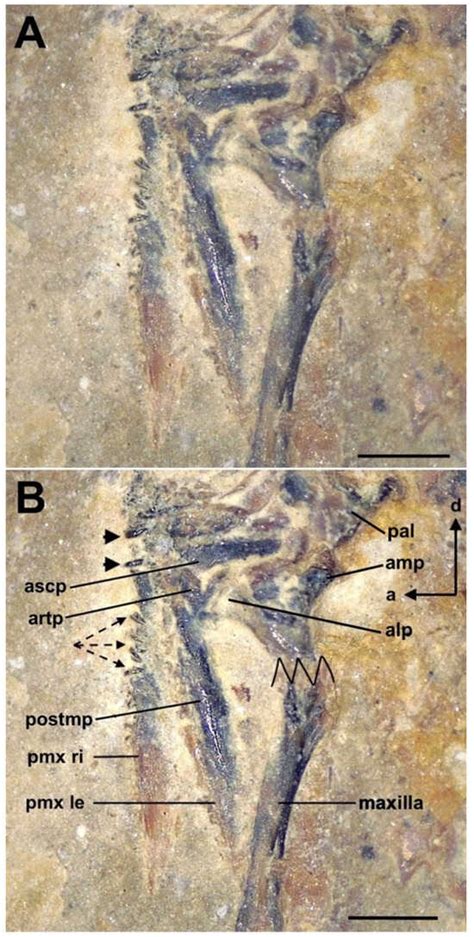 A Unique and Species-Rich Assemblage of Freshwater Glassfishes ...