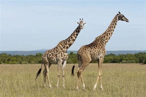 Image result for Monitor Network Python Project