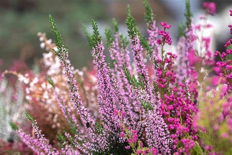 Small Perennial Flowering Shrubs
