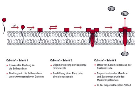 Bildergebnis für sacubitril wirkmechanismus