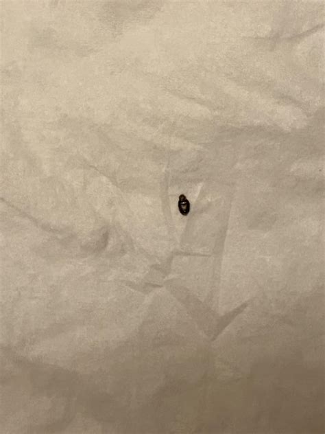 Please tell me I’m yet another person posting a carpet beetle. Found ...