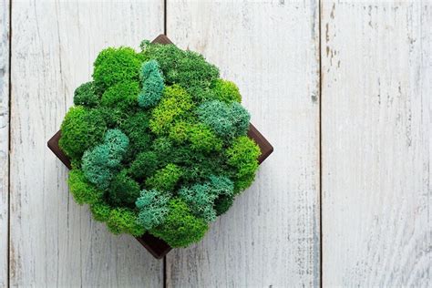 Moss Wall Art Workshop, The Botany Shop, South Bend, 9 February 2024 ...