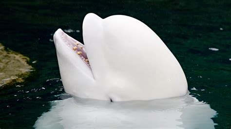 How Smart Are Beluga Whales? - Beluga Whale Intelligence - SciQuest