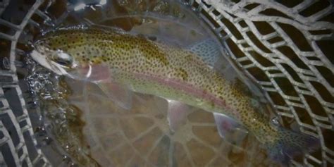 Fish Net Tips and Tricks 的图像结果