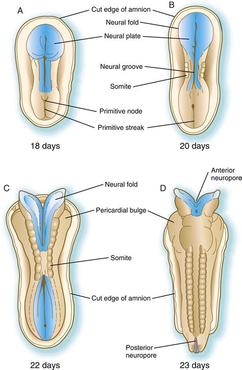 Image result for Lamina Terminalis Embryonic Development