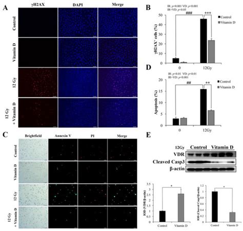Vitamin D Receptor Protects against Radiation-Induced Intestinal Injury ...
