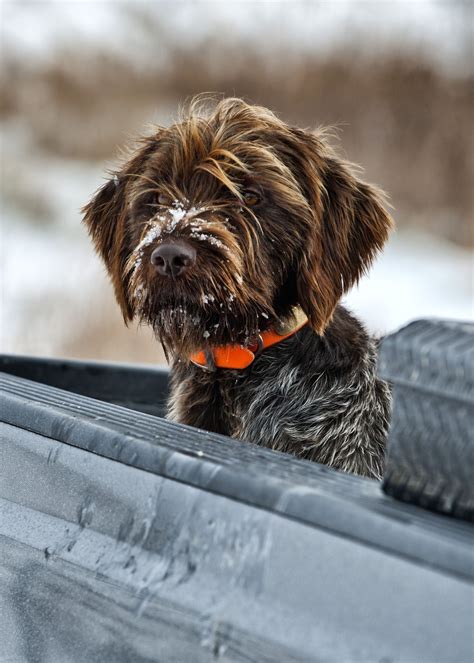 Wirehaired Pointing Griffon | Hunting dogs breeds, Hunting dogs, Dogs