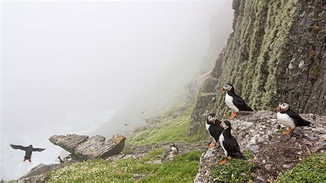 Watching Puffins in Ireland 2025 - Rove.me - where to see puffins in ireland