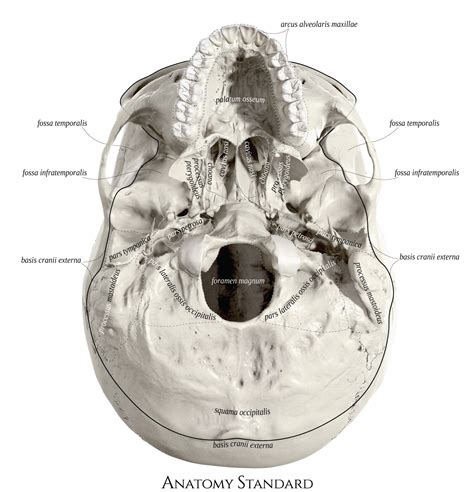 Crista Transversa Do Sacro