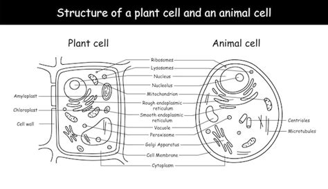 Cell Structure 的图像结果