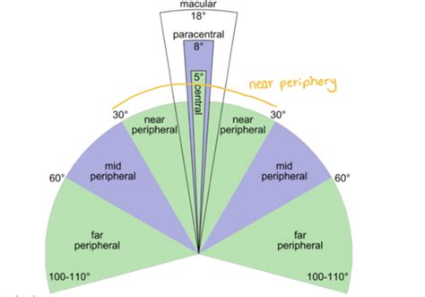 Image result for Contralateral Visual Field