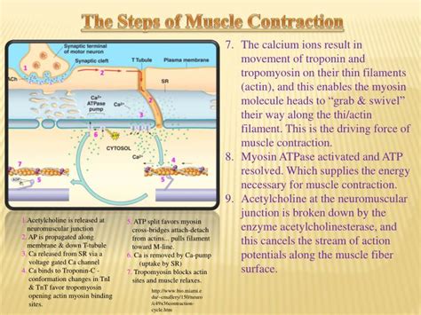 Image result for Muscle Contraction Functional Task