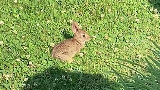 Image result for Mini Bunny Animated