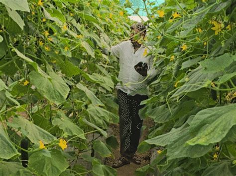 Double-sized cucumbers bring high earnings for Pali farmer: Stays fresh ...