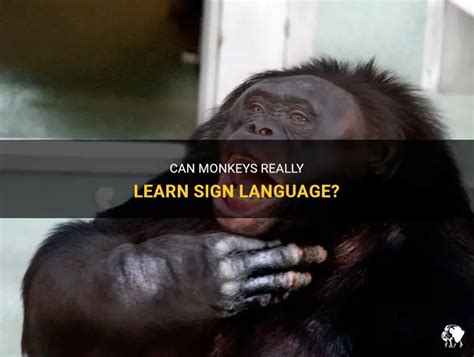 Monkeys Learning Sign Language 的图像结果