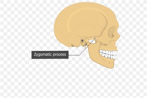 Image result for Temporal Styloid Process Anatomy