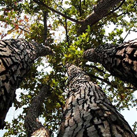 SHOP 360 GARDEN - Pack of 200 Grams seeds - Terminalia Tomentosa, Asan ...