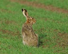 Image result for Brown Hare Nest