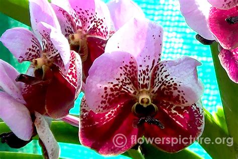 Orchid flower varieties