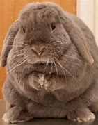 Image result for Fluffy House Bunnies