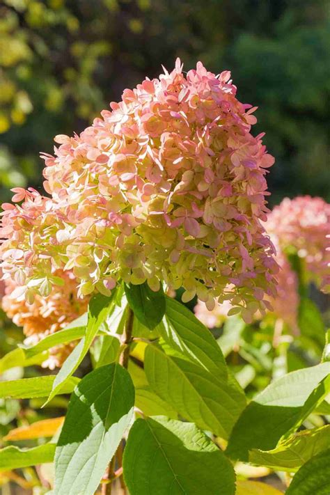 How to Grow Hydrangeas - Beginner's Guide - Hydrangea Love