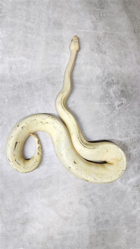 Image result for Ball Python Markings