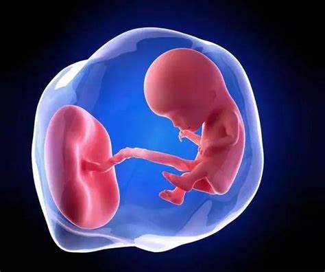 28周胎儿发育指标-孕妈之家