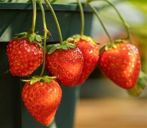 草莓种植的节水灌溉方法_博云农业_新浪博客