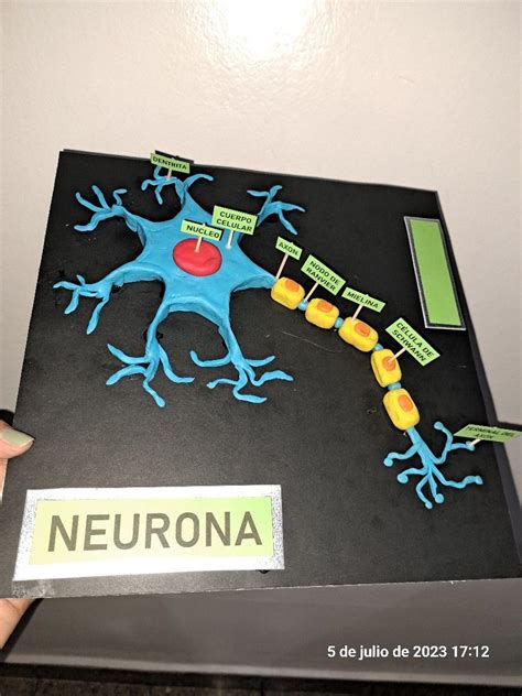 Image result for Neuron Model Project
