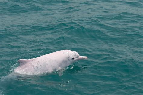 帶著一身粉紅皮膚的中華白海豚（又稱印太洋駝海豚），會利用回聲定位來覓捕獵。但目前中華白海豚與其他動物，正飽受水下噪音汙染之苦 ...