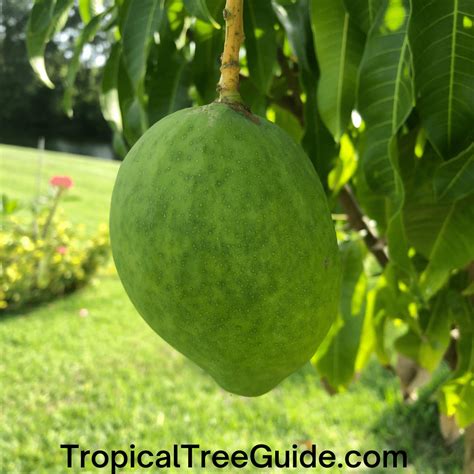 Mangoes Grown In Usa at Grace Makin blog