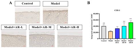 The Effect of α-Arbutin on UVB-Induced Damage and Its Underlying Mechanism