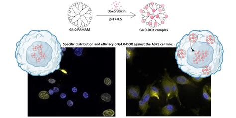 Dendrimer Platforms for Targeted Doxorubicin Delivery – Physicochemical ...