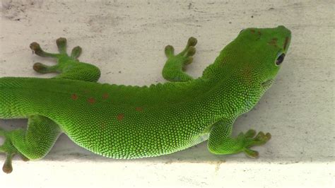 GEICO Insurance Lizard 的图像结果