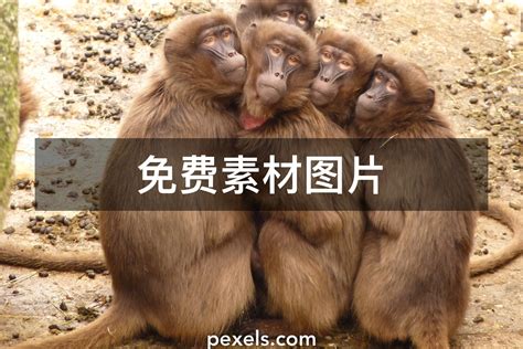 500,000+张最精彩的“猴子”图片 · 100%免费下载 · Pexels素材图片