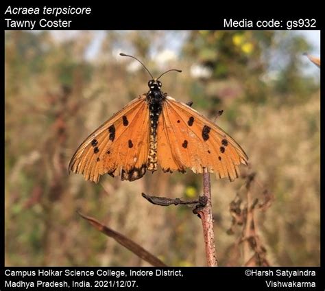 Acraea terpsicore | Butterfly