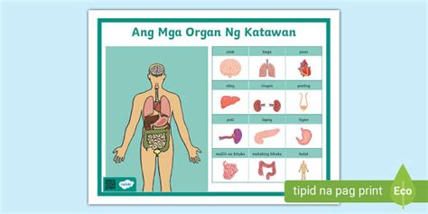 Ang Mga Organ Ng Katawan | Kinder | Twinkl (teacher made)