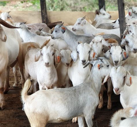 Top Goat Breeds for Meat, Milk, and Fiber Production - Livestopedia