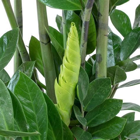 Zamioculcas zamiifolia - ZZ Plant - Purify Your Air - Hortology Air ...