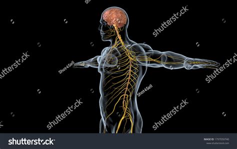 Science Brain 的图像结果