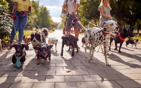 What You Should Expect to Pay for a Responsible Dog Walker These Days ...