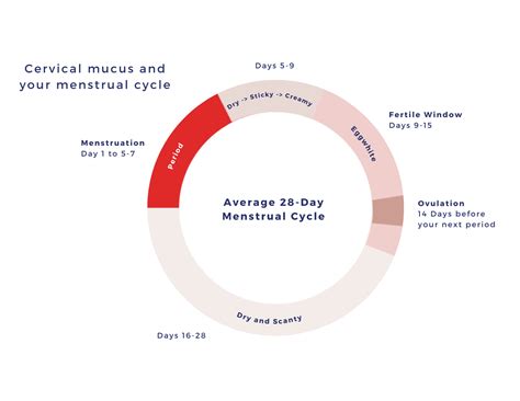 Tracking Cervical Mucus for Better Conception Success — Mighty River Wellness Fertility Acupuncture