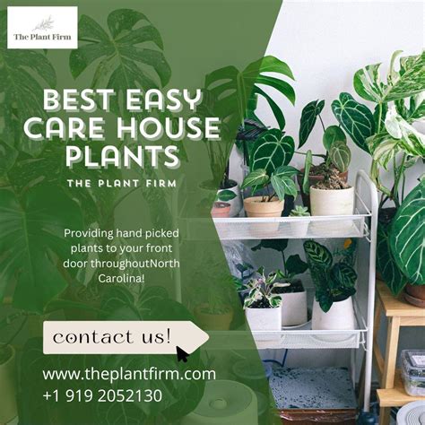 Best Easy Care House Plants - The Plant Firm : u/theplantfirm1