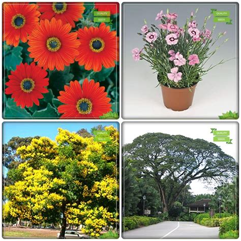 Creative Farmer Seeds For Sale Combo Tree Seeds : Copperpod, Coco ...