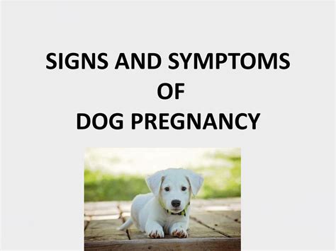 PPT - Signs and symptoms of dog pregnancy PowerPoint Presentation, free ...