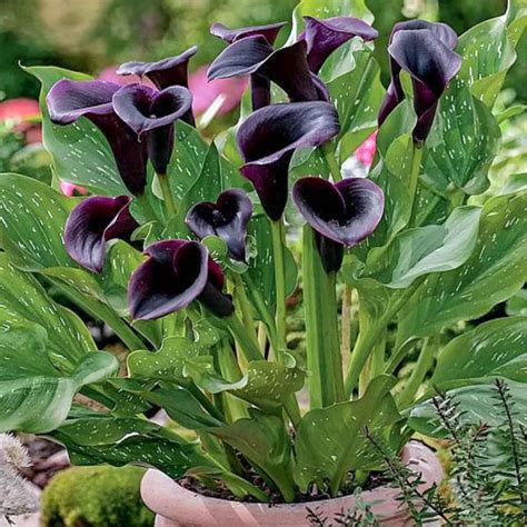 Calla Lily Black Flower Bulbs | Vibrant Mix Colors | Freshly Packed