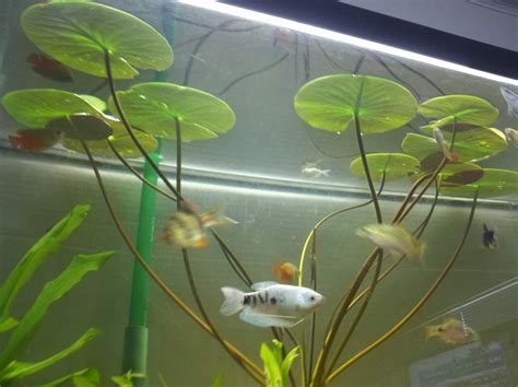 Water Plants Live Colorado Hardy Water Lily - Woodvale Fish & Lily Farm ...